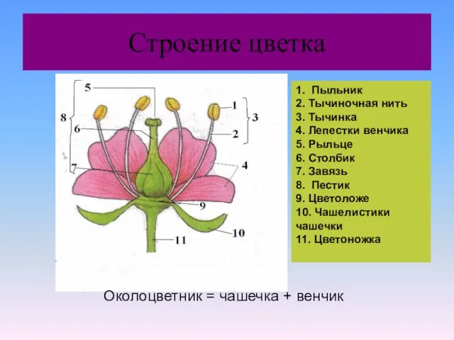 Строение цветка 1. Пыльник 2. Тычиночная нить 3. Тычинка 4. Лепестки