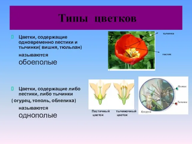 Типы цветков Цветки, содержащие одновременно пестики и тычинки( вишня, тюльпан) называются