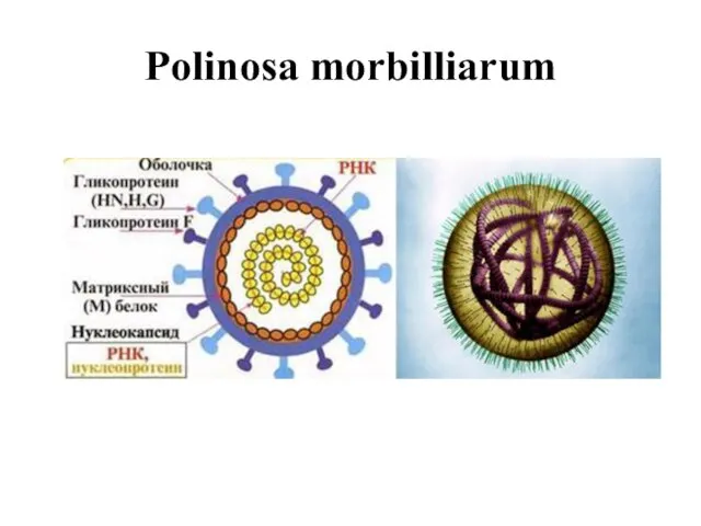 Polinosa morbilliarum