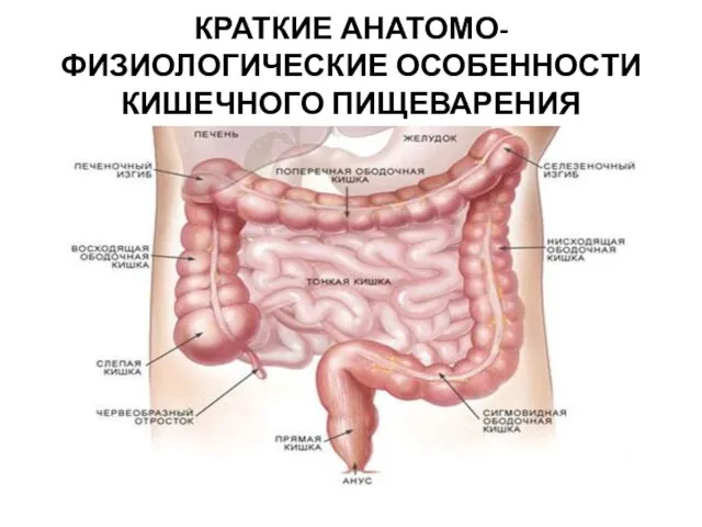 КРАТКИЕ АНАТОМО-ФИЗИОЛОГИЧЕСКИЕ ОСОБЕННОСТИ КИШЕЧНОГО ПИЩЕВАРЕНИЯ