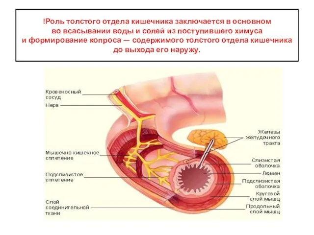 !Роль толстого отдела кишечника заключается в основном во всасывании воды и