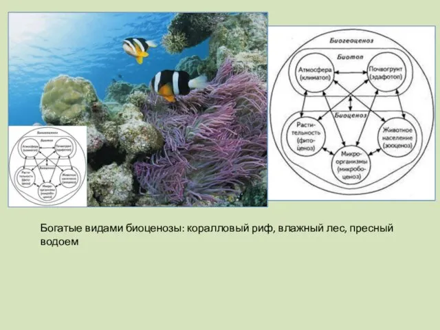 Богатые видами биоценозы: коралловый риф, влажный лес, пресный водоем