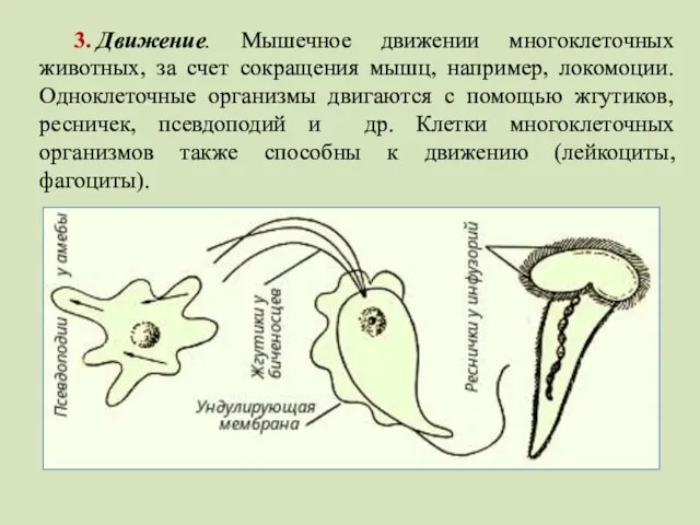 3. Движение. Мышечное движении многоклеточных животных, за счет сокращения мышц, например,