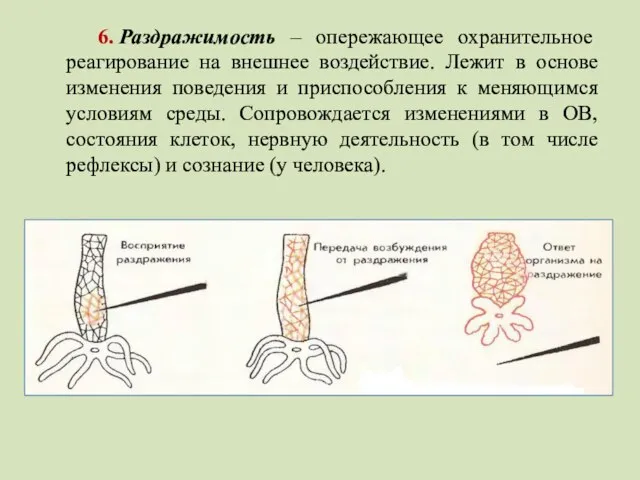 6. Раздражимость – опережающее охранительное реагирование на внешнее воздействие. Лежит в