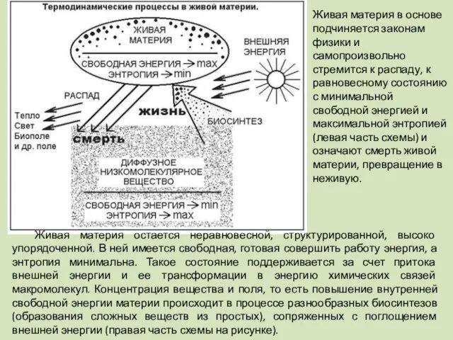 Живая материя в основе подчиняется законам физики и самопроизвольно стремится к