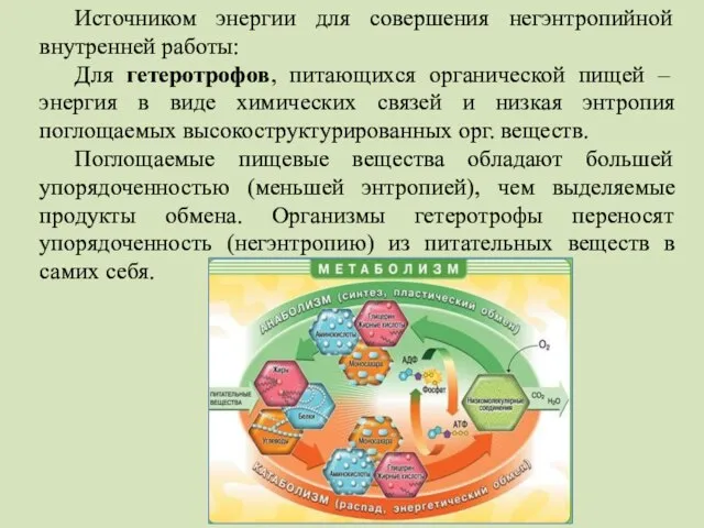 Источником энергии для совершения негэнтропийной внутренней работы: Для гетеротрофов, питающихся органической