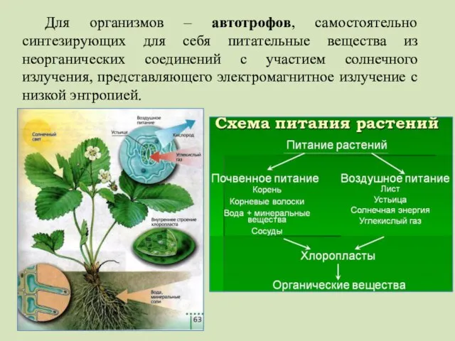 Для организмов – автотрофов, самостоятельно синтезирующих для себя питательные вещества из