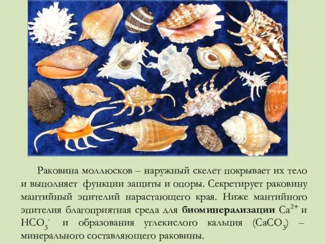 Раковина моллюсков – наружный скелет покрывает их тело и выполняет функции