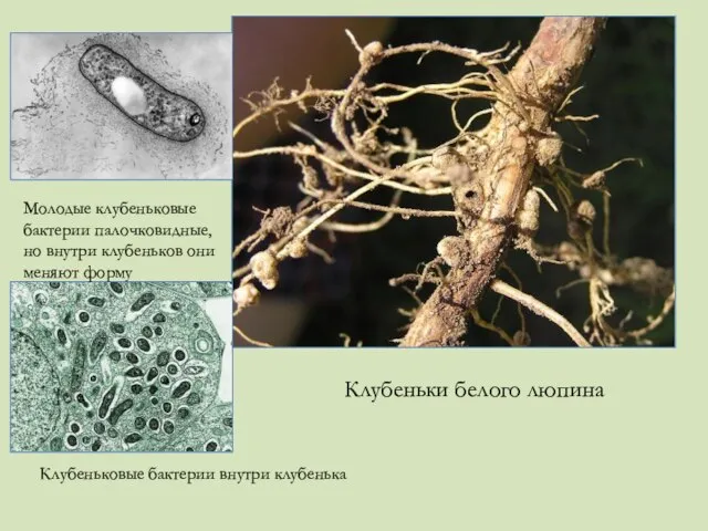 Клубеньки белого люпина Молодые клубеньковые бактерии палочковидные, но внутри клубеньков они
