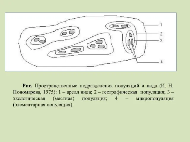 Рис. Пространственные подразделения популяций и вида (И. Н. Пономарева, 1975): 1