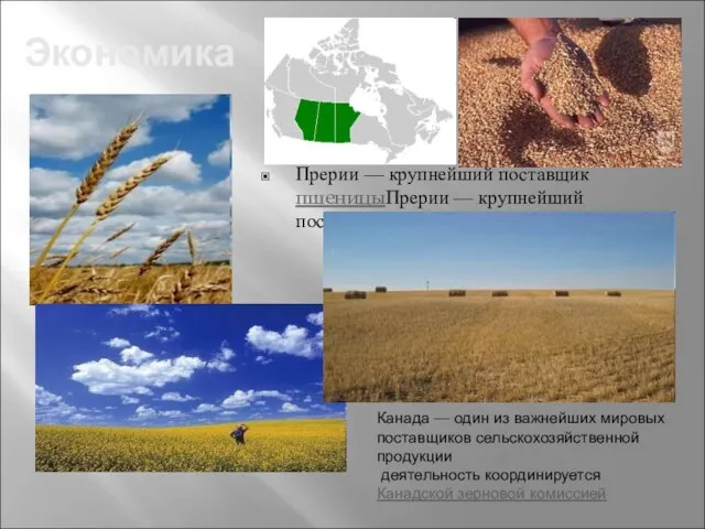 Экономика Прерии — крупнейший поставщик пшеницыПрерии — крупнейший поставщик пшеницы и