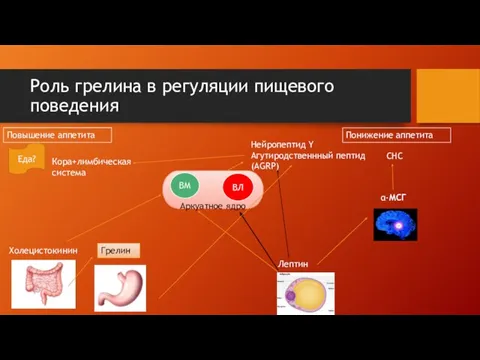 Аркуатное ядро Роль грелина в регуляции пищевого поведения Лептин Грелин Холецистокинин