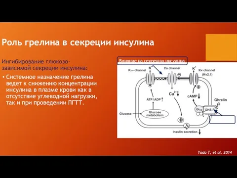 Роль грелина в секреции инсулина Ингибирование глюкозо-зависимой секреции инсулина: Системное назначение