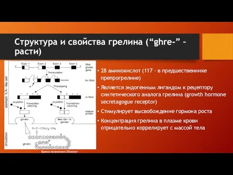 Структура и свойства грелина (“ghre-” – расти) 28 аминокислот (117 –