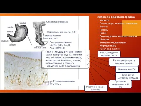 Экспрессия рецепторов грелина: Миокард Гипоталамус, гипофиз, гиппокамп Легкие Печень Почки Поджелудочная