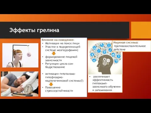 Эффекты грелина Влияние на поведение: Мотивация на поиск пищи Участие в