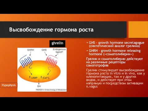 Высвобождение гормона роста GHS – growth hormone secretagogue (синтетический аналог грелина)