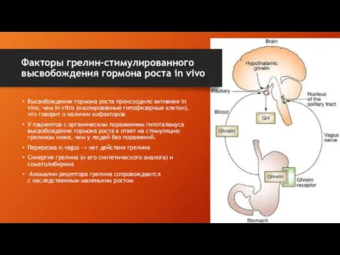 Факторы грелин-стимулированного высвобождения гормона роста in vivo Высвобождение гормона роста происходило