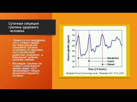 Суточная секреция грелина здорового человека Имеются исследования, что у тучных людей