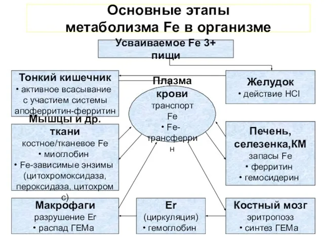 Основные этапы метаболизма Fe в организме Усваиваемое Fe 3+ пищи Желудок