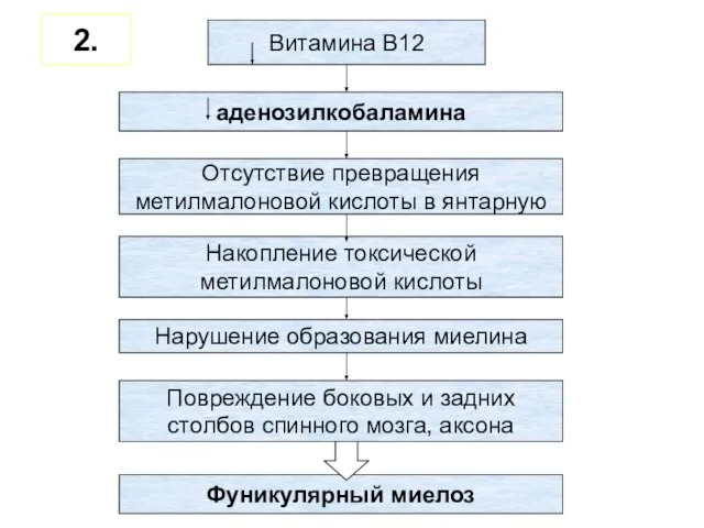 Витамина В12 аденозилкобаламина Отсутствие превращения метилмалоновой кислоты в янтарную Накопление токсической