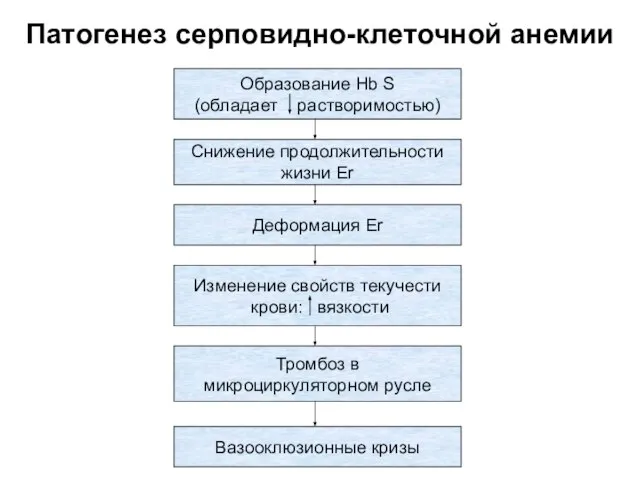 Патогенез серповидно-клеточной анемии Образование Hb S (обладает растворимостью) Снижение продолжительности жизни