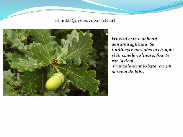 Ghindă: Quercus robur (stejar) Fructul este o achenă denumităghindă. Se întâlnește