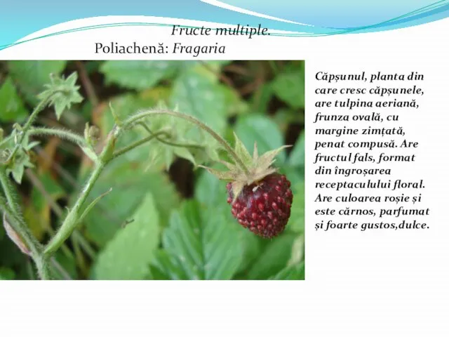 Fructe multiple. Poliachenă: Fragaria moschata (căpșun) Căpșunul, planta din care cresc