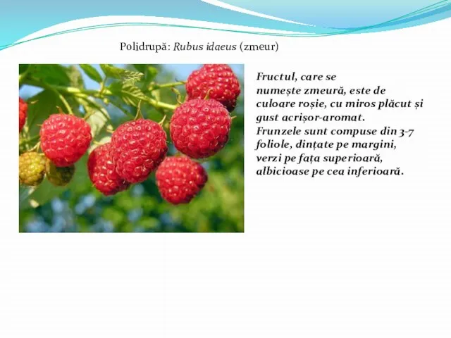 Polidrupă: Rubus idaeus (zmeur) Fructul, care se numește zmeură, este de