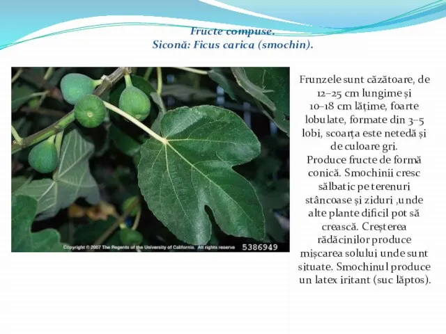 Fructe compuse. Siconă: Ficus carica (smochin). Frunzele sunt căzătoare, de 12–25