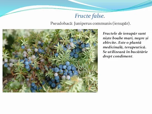 Fructe false. Pseudobacă: Juniperus communis (ienupăr). Fructele de ienupăr sunt niște