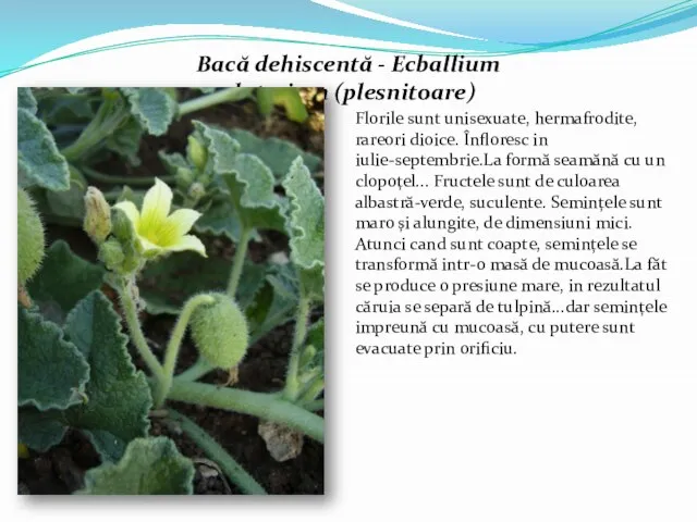 Bacă dehiscentă - Ecballium elaterium (plesnitoare) Florile sunt unisexuate, hermafrodite, rareori