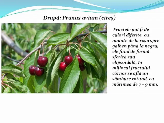 Drupă: Prunus avium (cireș) Fructele pot fi de culori diferite, cu