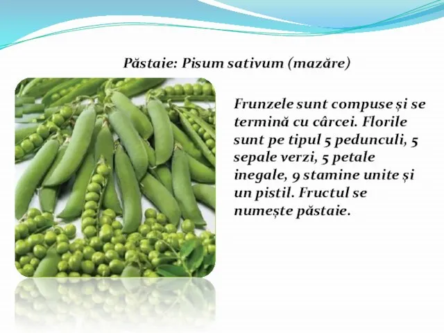 Păstaie: Pisum sativum (mazăre) Frunzele sunt compuse și se termină cu