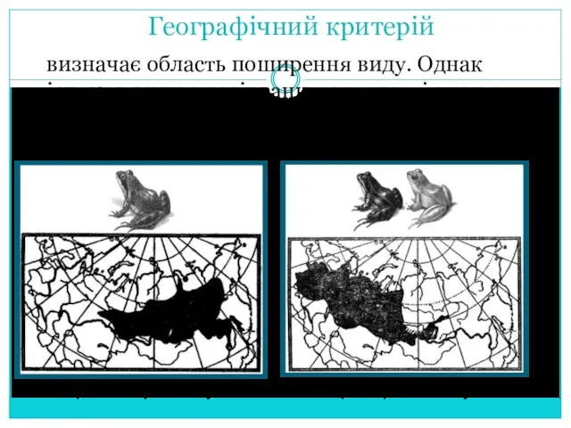 Географічний критерій визначає область поширення виду. Однак існують види з розірваним