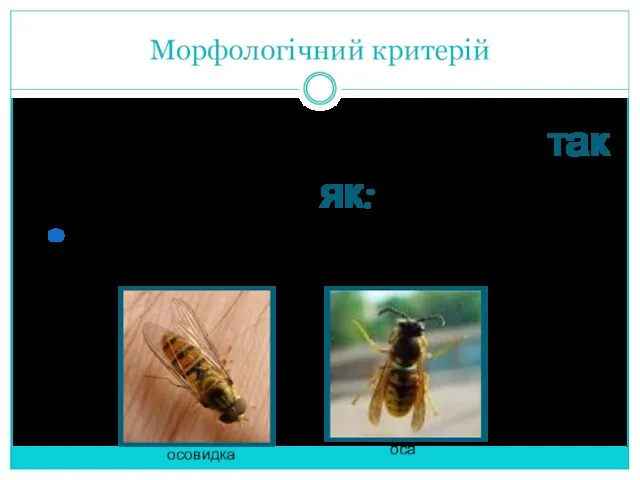 Морфологічний критерій Не є основним і єдиним, так як: Існує явище мімікрії осовидка оса