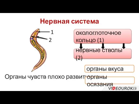 Нервная система окологлоточное кольцо (1) нервные стволы (2) Органы чувств плохо