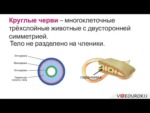 Круглые черви – многоклеточные трёхслойные животные с двусторонней симметрией. Тело не разделено на членики. паренхима