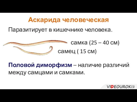 Аскарида человеческая Паразитирует в кишечнике человека. самка (25 – 40 см)