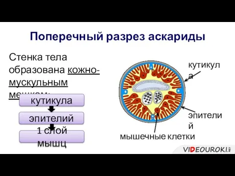 Поперечный разрез аскариды Стенка тела образована кожно-мускульным мешком: кутикула эпителий 1