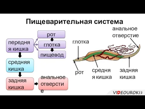 Пищеварительная система передняя кишка средняя кишка рот глотка пищевод задняя кишка