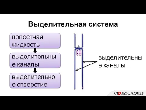 Выделительная система полостная жидкость выделительные каналы выделительное отверстие выделительные каналы