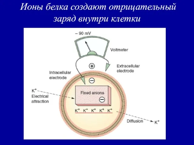 Ионы белка создают отрицательный заряд внутри клетки