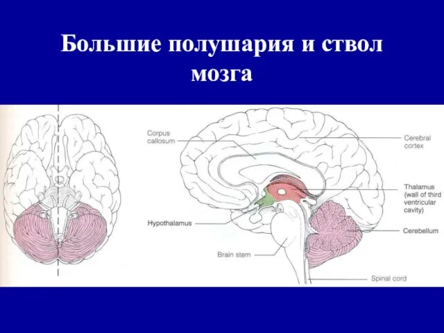 Большие полушария и ствол мозга