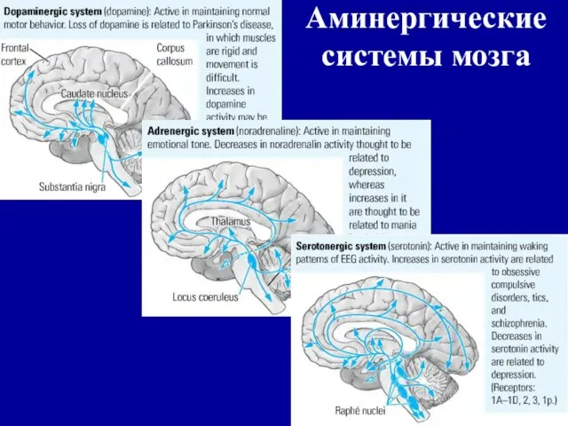 Аминергические системы мозга