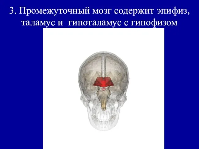 3. Промежуточный мозг содержит эпифиз, таламус и гипоталамус с гипофизом