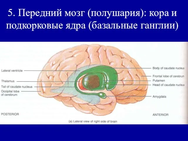 5. Передний мозг (полушария): кора и подкорковые ядра (базальные ганглии)