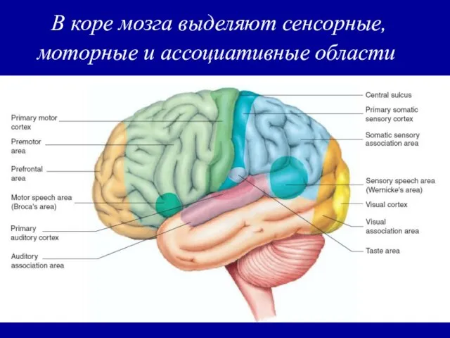 В коре мозга выделяют сенсорные, моторные и ассоциативные области