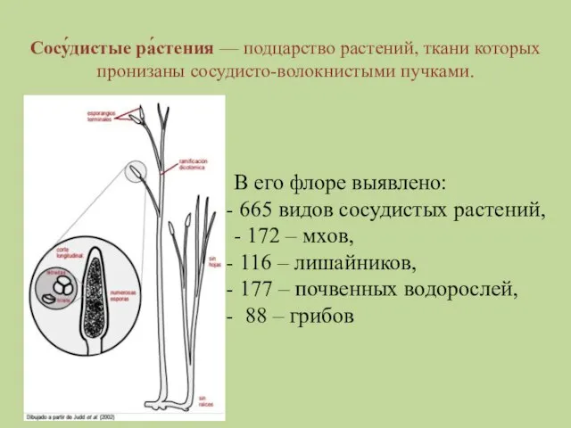 Сосу́дистые ра́стения — подцарство растений, ткани которых пронизаны сосудисто-волокнистыми пучками. В