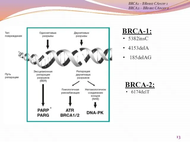 BRCA-1: 5382insC 4153delA 185delAG BRCA-2: 6174delT BRCA1 – BReast CAncer 1 BRCA2 – BReast CAncer 2